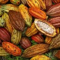 mixed dried cocoa pods2