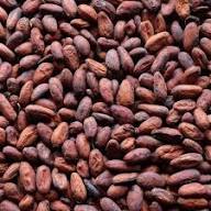 export grade cocoa beans